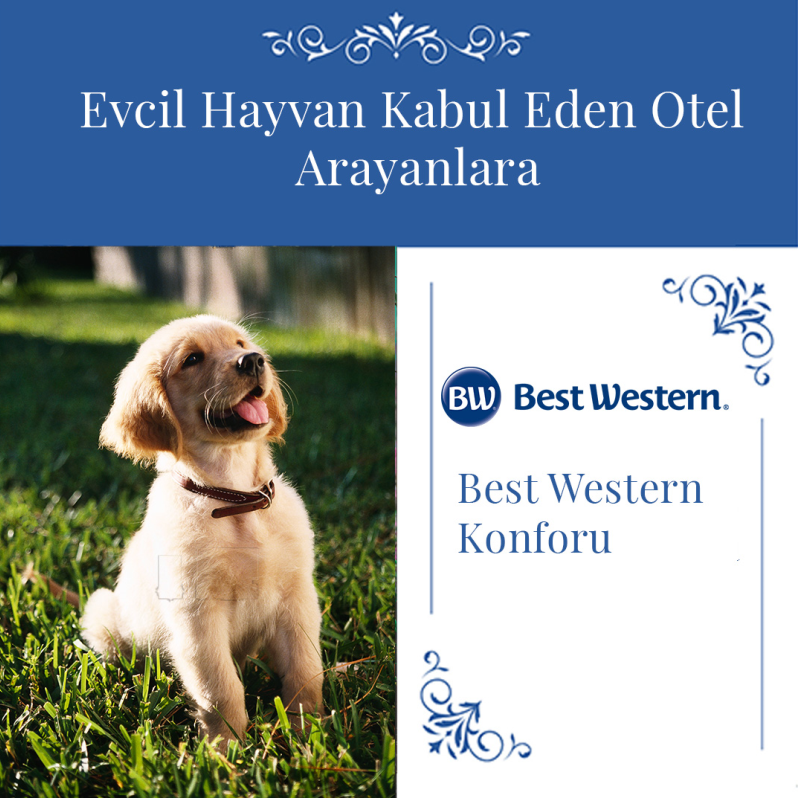 evcil hayvan kabul eden otel arayanlara best western konforu evcil hayvan kabul eden otel arayanlara best western konforu
